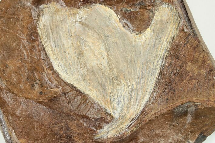 Fossil Ginkgo Leaf From North Dakota - Paleocene #201265